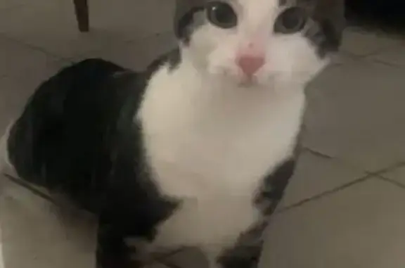 Animaux perdus Sedan, photo: Perdu : Chat Titou, Sedan, rue 12E Rgt