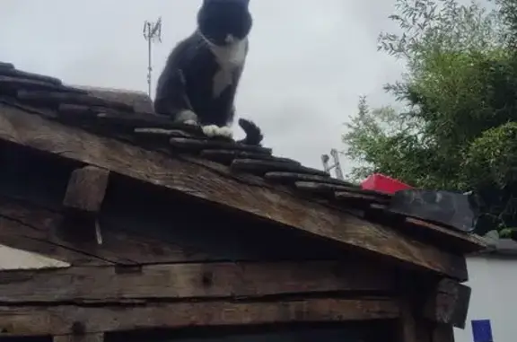 Animaux trouvés , photo: Chat noir et blanc trouvé à Montargis
