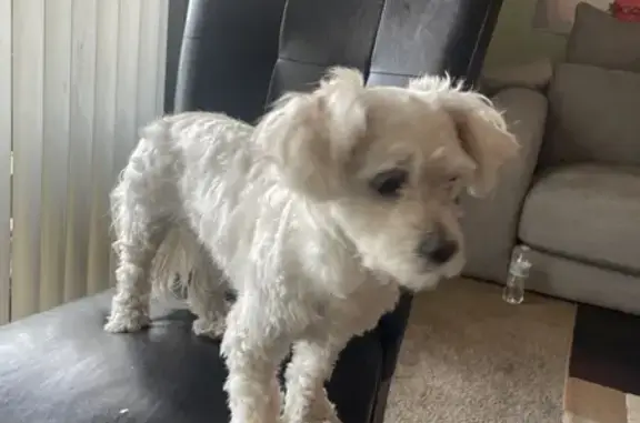 Found: White Female Dog on Lyndale Ave