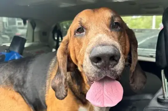Friendly Dog Found on Dogwood Street