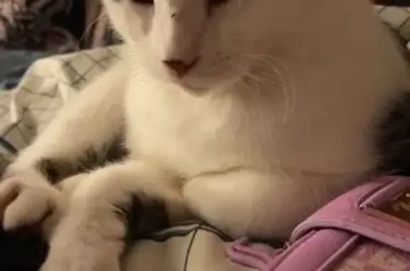 Lost Playful Cat in Bruceville-Eddy