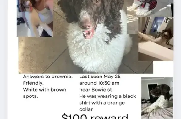 Lost Parti Poodle: Brownie on Bowie Dr