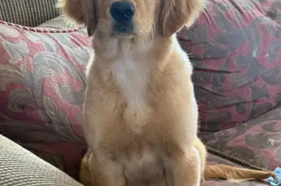 Lost Playful Golden Retriever Puppy