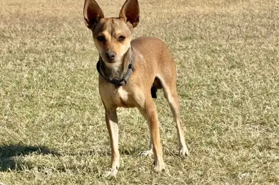Found: Small Brown Chihuahua Mix - Tucson