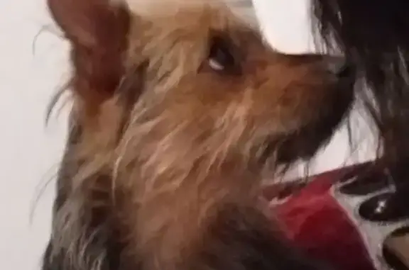 Chien perdu Dreux, photo : Yorkshire noir et feu perdu à Dreux