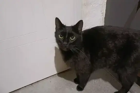 Chat perdu, Le Havre, photo: Chat noir mâle perdu, Le Havre