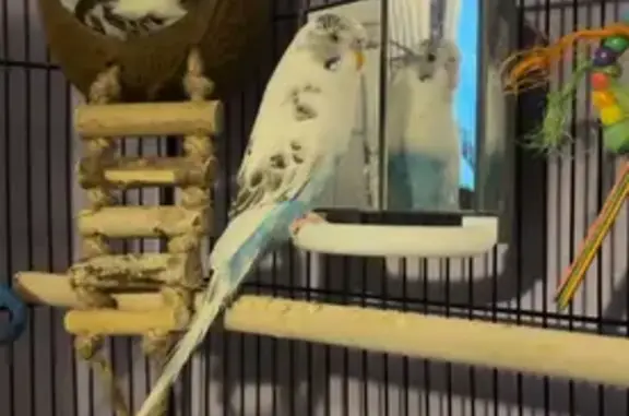 Lost Bird: White, Blue & Grey Feathers