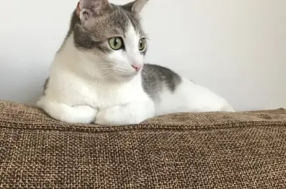 Animaux perdus Vaux-le-Pénil, photo: Chat perdu: blanc tacheté gris, Vaux-le-Pénil