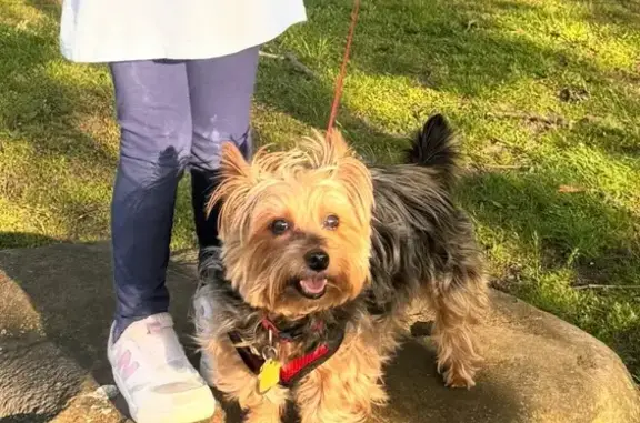 Lost Yorkie: Black/Brown, Red Collar