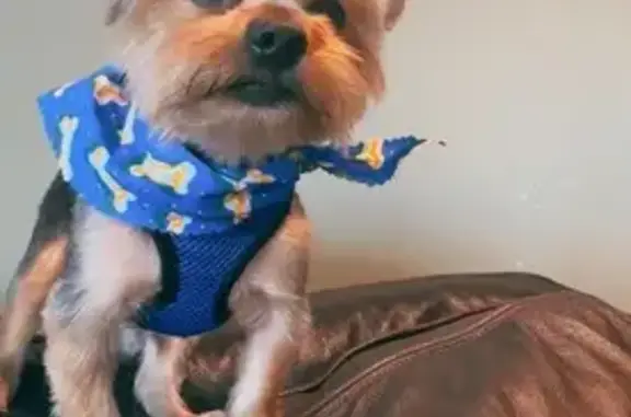 Lost Tan Dog on Manchester Rd, NY