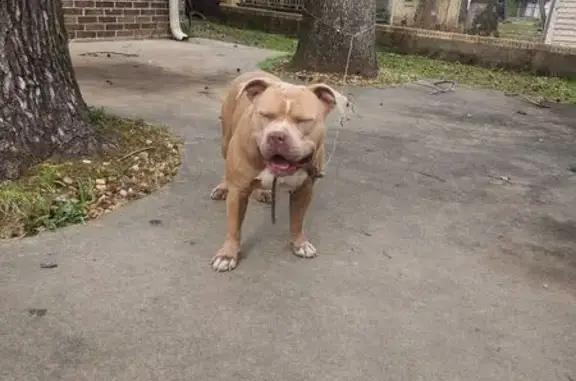 Lost Dog: Light Brown, Floppy Ears, LR