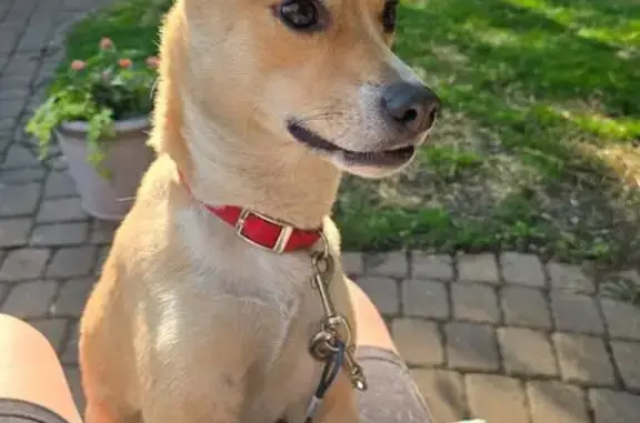 Sweet Tan & White Dog Found in Minneapolis