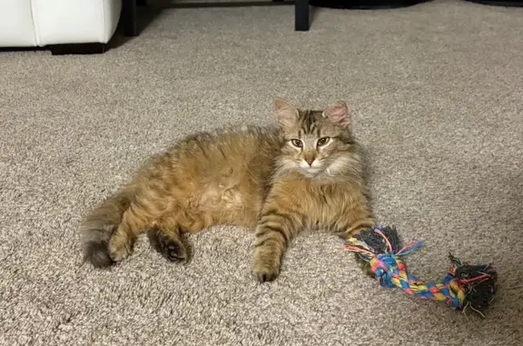 Friendly Found Cat: Reynoldsburg Area