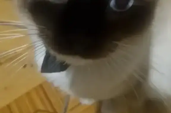 ¡Ayuda! Gato siamés perdido en Tepic