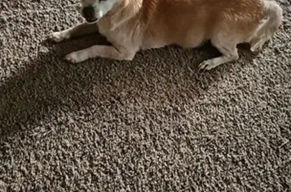 Found pets , photo: Found: Sweet Small Dogs in Kathleen