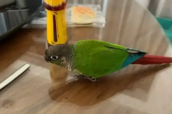 Missing: Colorful Bird in Jalan Chermat