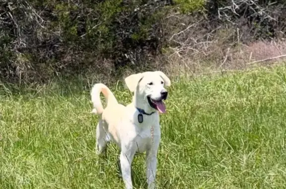 Lost Dog: White/Tan, Canyon Sage Dr.