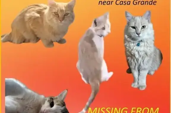 Lost Cats in Stanfield, AZ: Help Us Find Them!