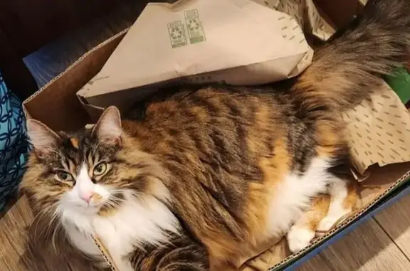 Lost Tortoiseshell Cat: Shy Night Wanderer