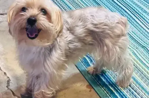 Lost Dog: Blonde Wavy Hair, Cicero