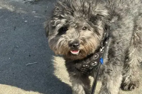 Lost Energetic Fluffy Dog in LA