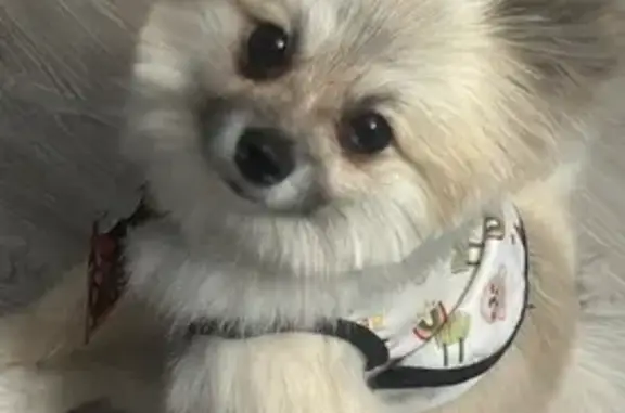 Help Find Lost White Dog in Las Vegas!