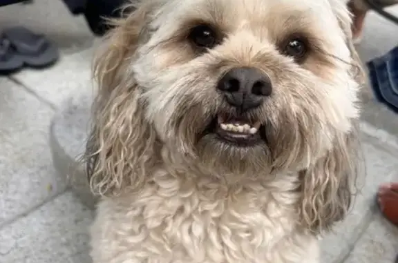 Lost Dog Iggy: Friendly, Treat-Loving Pup