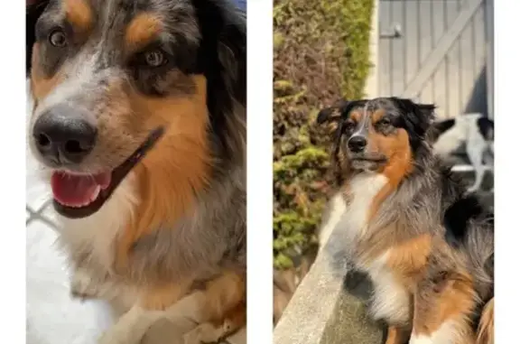 Chien perdu Fécamp, photo : Chien perdu Scooby, 3 ans, peureux, pucé