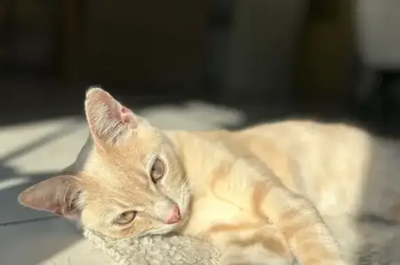 Chat beige tigré perdu à Aucey-la-Plaine - photo