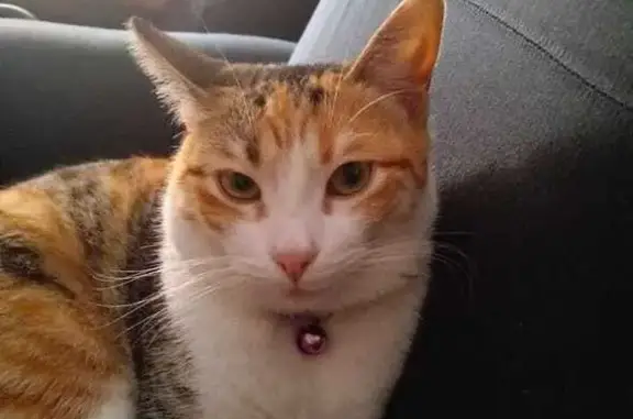 Gato perdido en Los Molinos, Almería