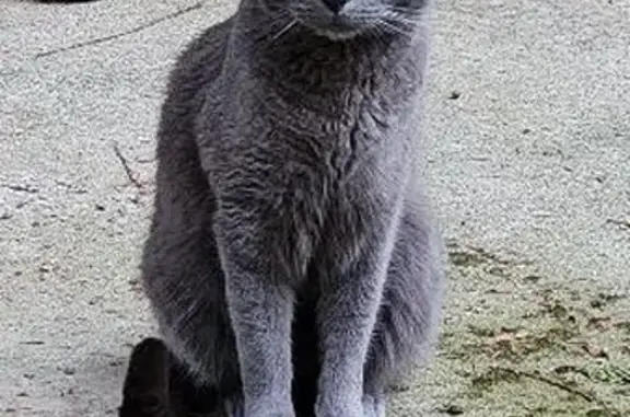 Lost Grey Cat: Skittish in Prescott Valley