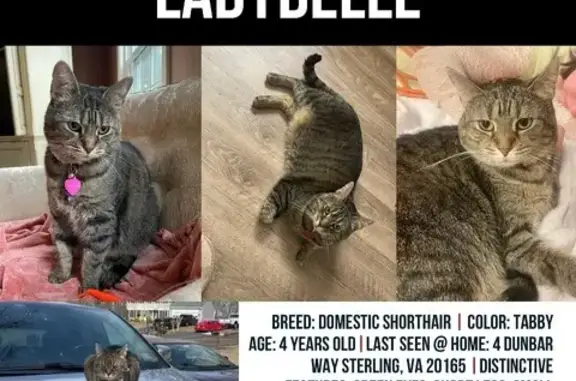 Lost Tabby: Shy, Short-Legged, Sterling