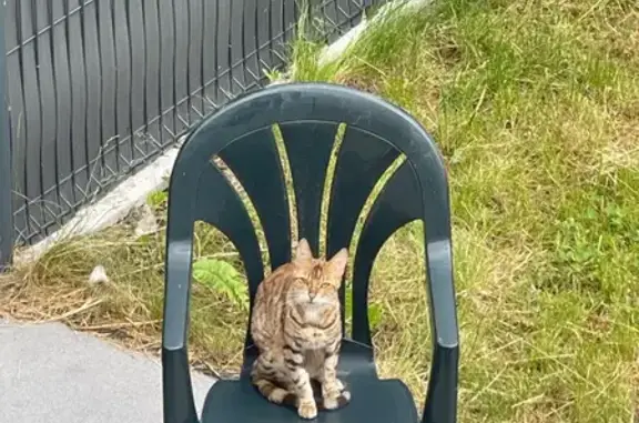Animaux trouvés Hochstatt, photo: Chaton apeuré trouvé, Rue des Plumes
