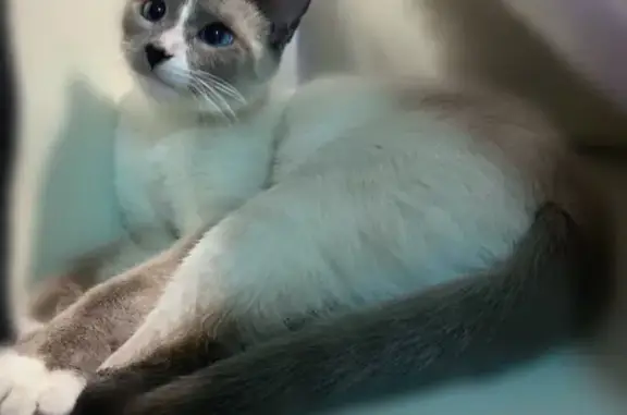 Lost Siamese-Lookalike Cat in Alpharetta