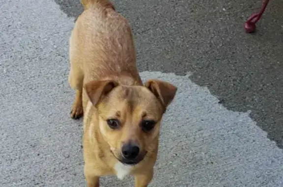 Friendly Dog Found on Millrace Dr, 2690