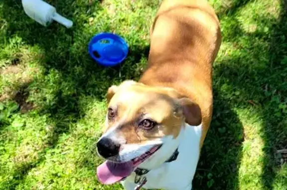 Help Find Coco: Missing Beagle Mix