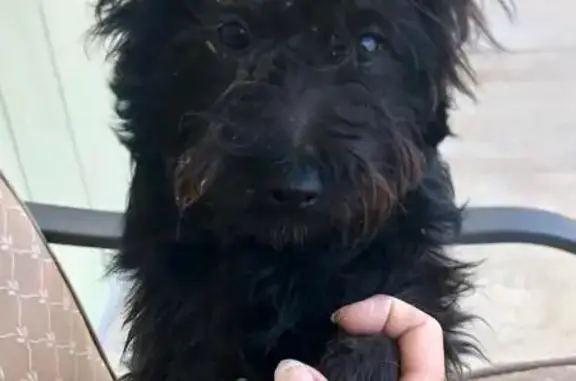 Found Young Black Terrier on Lakeshore