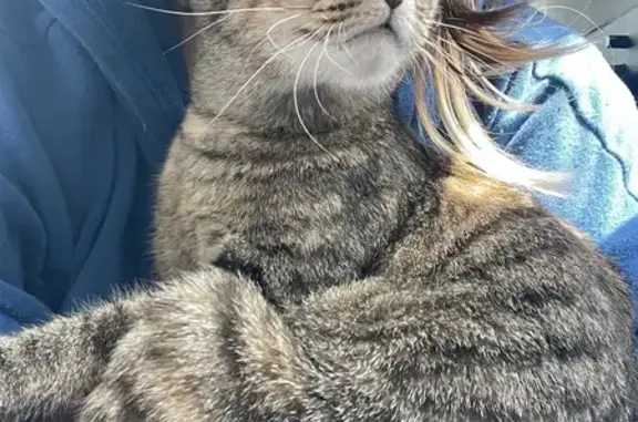 Sweet Tabby Found: Friendly & Fearless