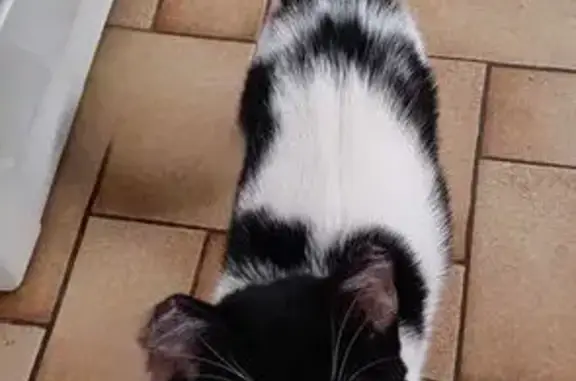 Chaton trouvé à Béthune : blanche et noire - photo