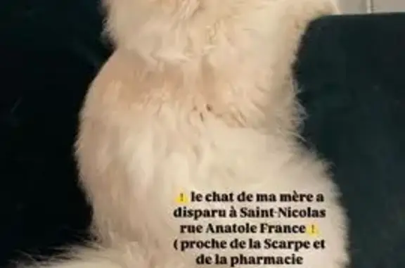 Animaux perdus Saint-Nicolas, photo: Chat perdu, Rue Anatole France, St-Nicolas