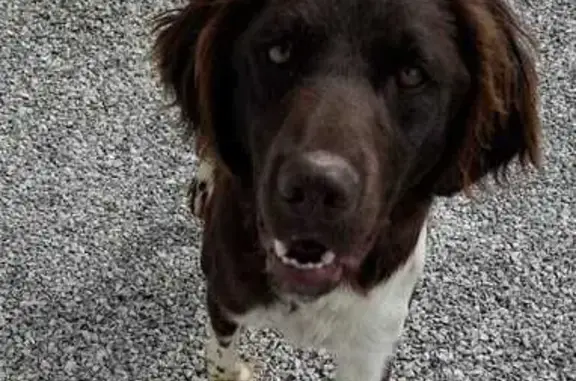Chien trouvé , photo: Chien trouvé gentil et propre à Gonsans