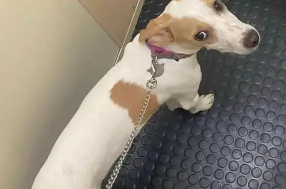 Perro perdido en Alcalá de Guadaíra: ¡Ayuda!
