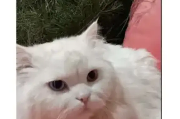 ¡Gato Persa Blanco Perdido en Vista Mar!