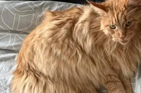 Animaux perdus Allassac, photo: Chat perdue, câline, Chemin des Buges