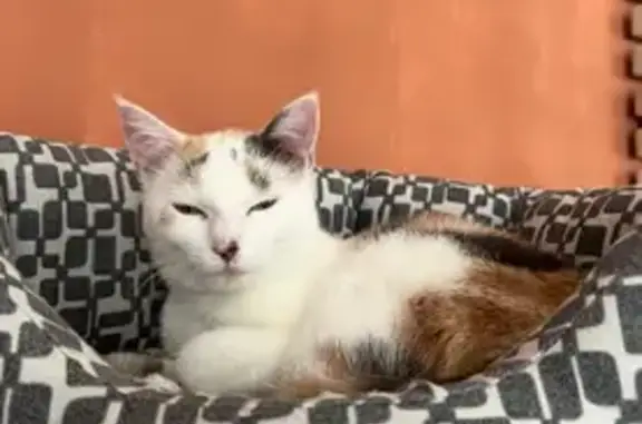 Chat perdu, Hautmont, photo: Chatte tricolore perdue Rue de Maubeuge