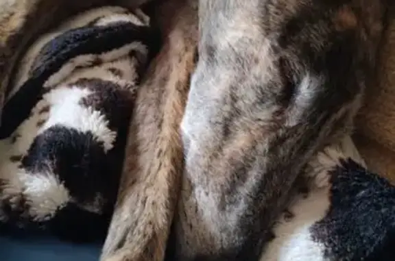 Perro Atigrado Perdido en Tarragona: 25 kg