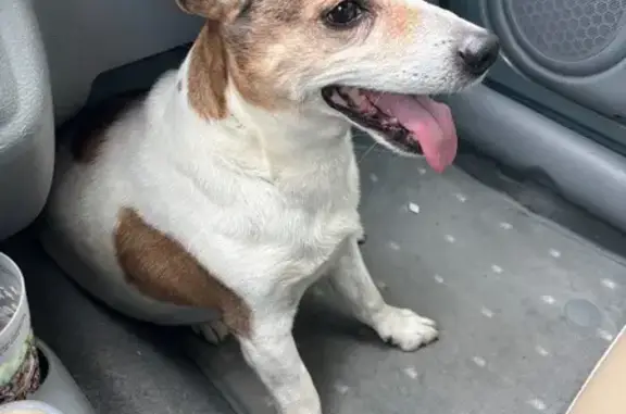 Chien trouvé Bram, photo: Jack Russell mâle trouvé à Bram