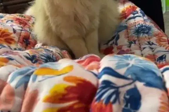 Lost Orange Tabby on Barnsley Trail