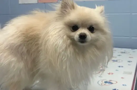 Fluffy Vanilla Dog Missing on W 31st St