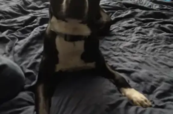 Lost Dog Alert: San Antonio, TX